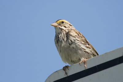 Bruant des prs Savannah Sparrow