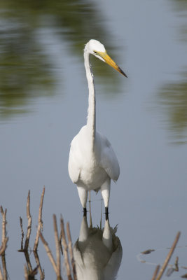 Grande Aigrette Great Egret