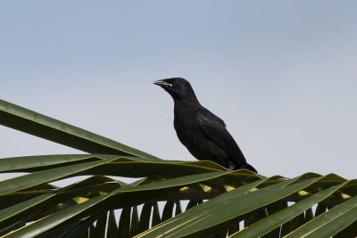 Quiscale violet Cuban Blackbird