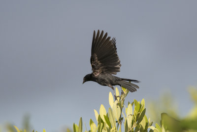 Petit Carouge Tawny-shouldered Blackbird
