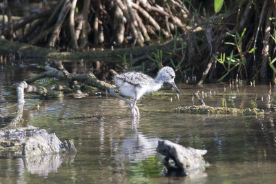 chasse d'Amrique Black-necked Stilt