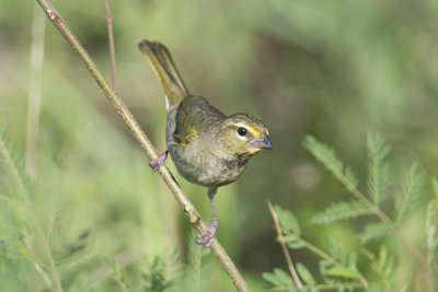 Cici grand-chanteur Yellow-faced Grassquit