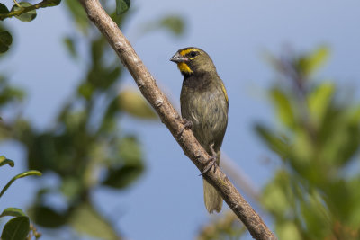 Cici grand-chanteur Yellow-faced Grassquit