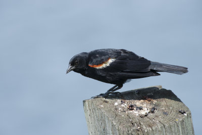 Carouge  paulettes Red-winged Blackbird