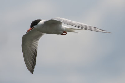 Sterne Pierregarin Common Tern
