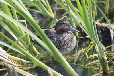 Sarcelle d'hiver Common Teal