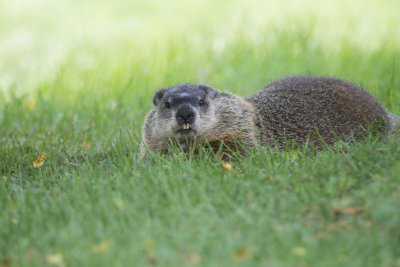 Marmotte Groundhog