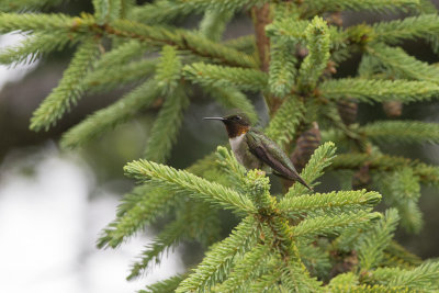Colibri  gorge rubis Ruby-throated Hummingbird