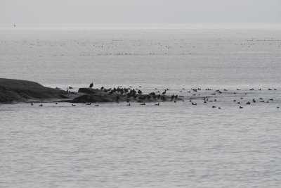 Cormoran  aigrette et Macreuse, Scoter and Double-crested Cormorant