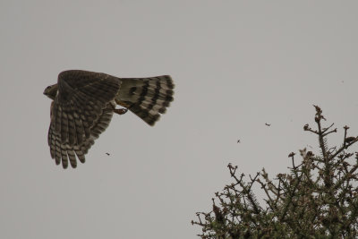 pervier brun Sharp-shinned Hawk