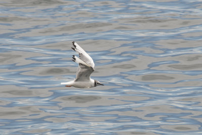 Mouette de Bonaparte Bonaparte's Gull