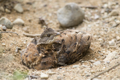 Glinotte hupp Ruffed Grouse