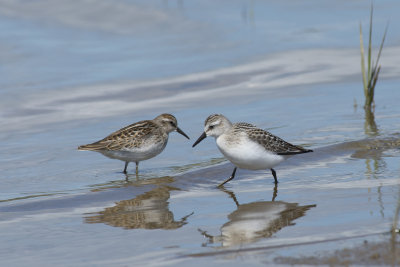 Bcasseau semipalm et minuscule Least and semipalmated Sandpiper