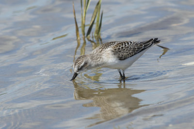 Bcasseau semipalm Semipalmated Sandpiper