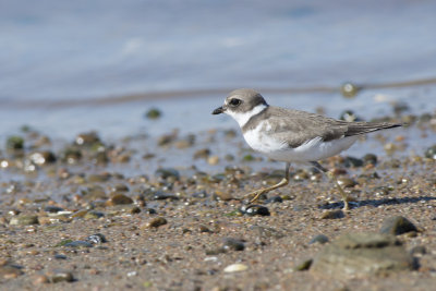 Pluvier semipalm Semipalmated Plover