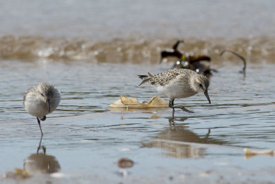 Bcasseau semipalm Semipalmated Sandpiper