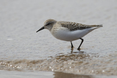 Bcasseau semipalm Semipalmated Sandpiper