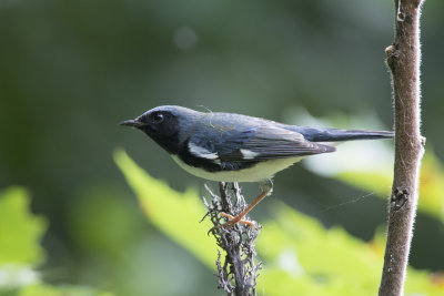 Paruline bleue black-throated blue warbler