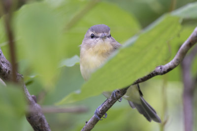 Viro de Philadelphie Philadelphia Vireo