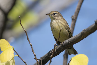 Paruline  couronne rousse Palm Warbler