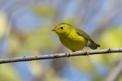 Paruline  calotte noire Wilson's Warbler