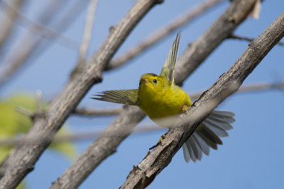 Paruline  calotte noire Wilson's Warbler