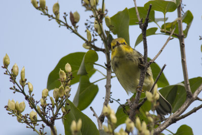 Paruline  gorge noire Black-throated Green Warbler