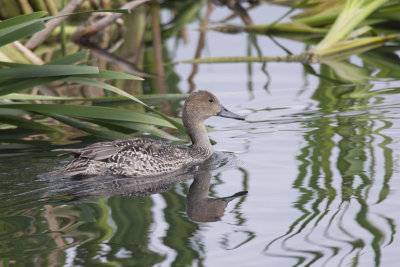 Canard Pilet Northern Pintail