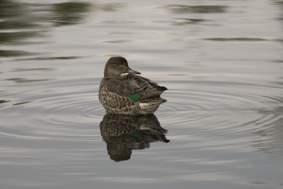 Sarcelle d'hiver Common Teal