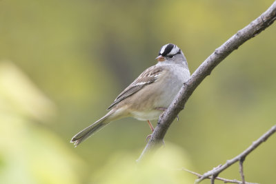 Bruant  couronne blanche White-crowned Sparrow