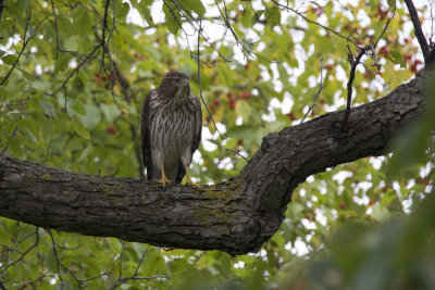 pervier de Cooper Cooper's Hawk