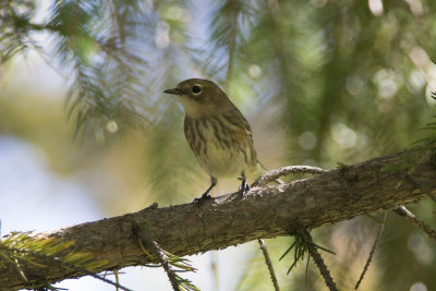 Paruline  croupion jaune Yellow-rumped Warbler