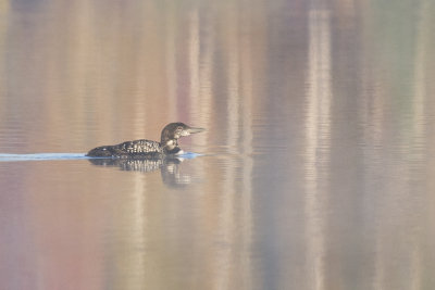 Plongeon Huard Common Loon