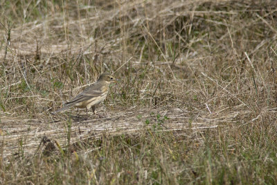 Pipit d'Amrique American Pipit