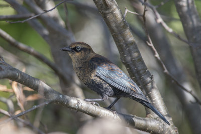 Quiscale rouilleux Rusty Blackbird