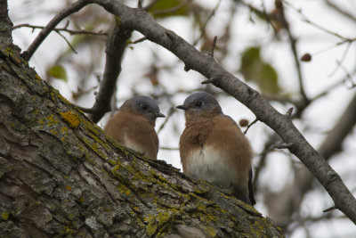 Merlebleu de l'Est Eastern Bluebird