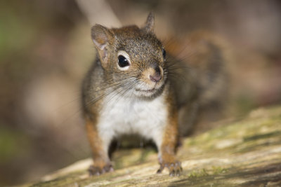 cureuil roux Red squirrel
