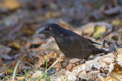 Quiscale bronz Common Grackle