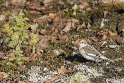 Plectrophane des neiges Snow Bunting