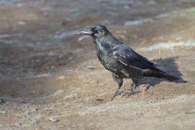 Grand Corbeau Common Raven