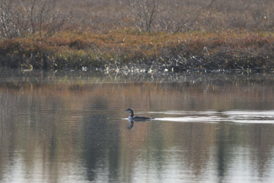 Plongeon Huard Common Loon