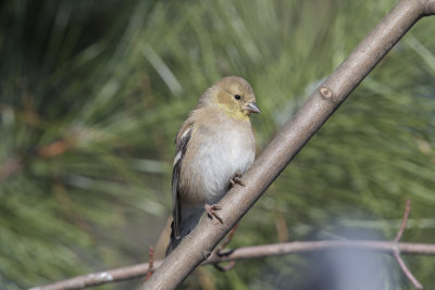 Chardonneret jaune American Goldfinch