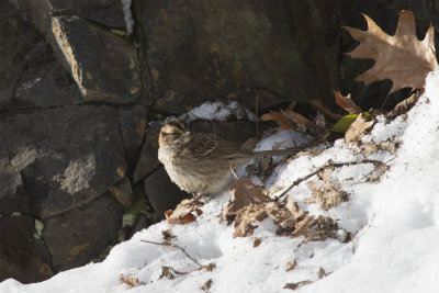 Bruant  gorge blanche White-throated Sparrow