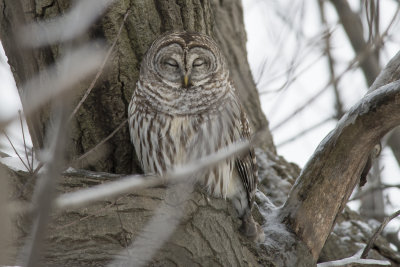 Chouette raye Barred Owl