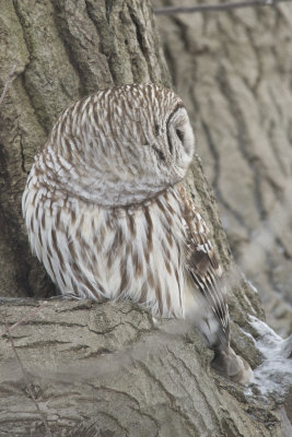 Chouette raye Barred Owl