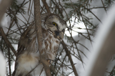 Petite Nyctale Saw-whet Owl