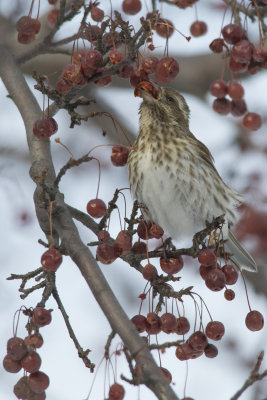 Roselin pourpr Purple Finch