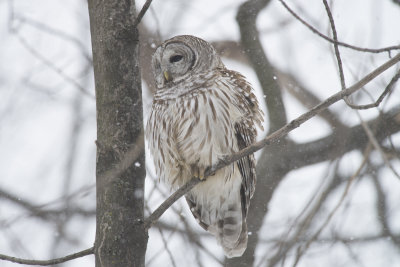 Chouette raye Barred Owl