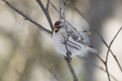 Sizerin flamm ou blanchtre Common or Hoary Redpoll