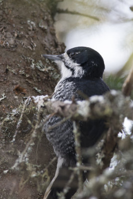 Pic  dos noir Black-backed Woodpecker